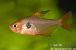 Roter Phantomsalmler, Hyphessobrycon sweglesi