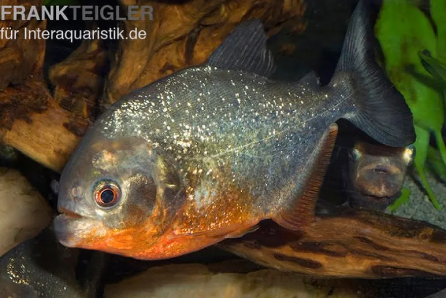 Roter Piranha, Serrasalmus nattereri