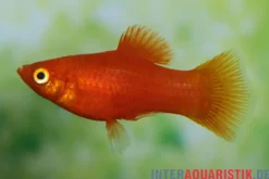 Roter Platy, Xiphophorus maculatus