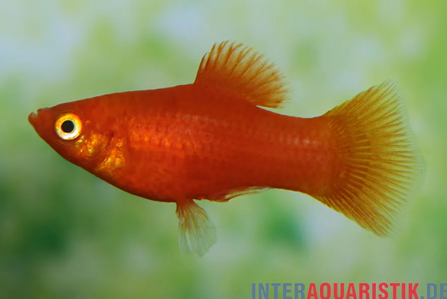 Roter Platy, Xiphophorus maculatus