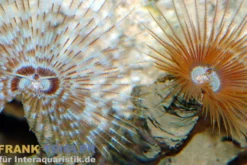 Roter Röhrenwurm, Bispira guinensis