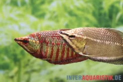 Roter Schokoladengurami, Sphaerichthys vaillanti