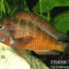Roter Schwanzstreifen-Moorii, Tropheus moorii "Moliro", NZ