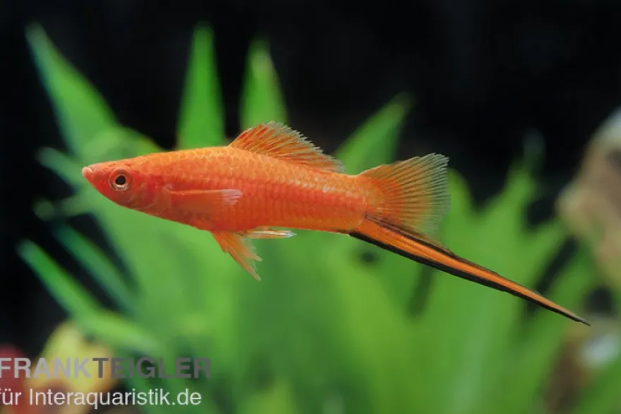 Roter Schwertträger, Xiphophorus helleri, Zufällig ausgewählt