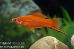 Roter Schwertträger, Xiphophorus helleri, Zufällig ausgewählt