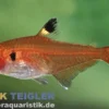 Roter Signalsalmler, Hyphessobrycon haraldschultzi