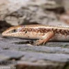 Roter Togo-Skink, Mabuya perrotetii
