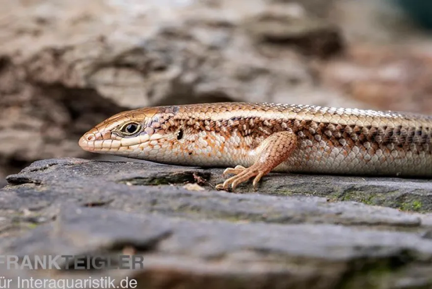 Roter Togo-Skink, Mabuya perrotetii