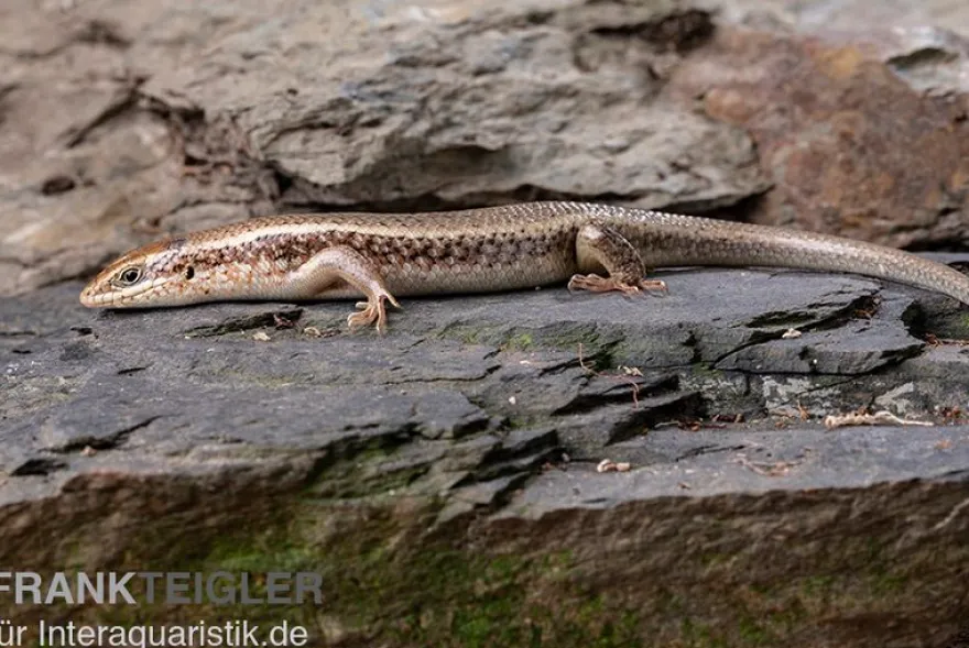 Roter Togo-Skink, Mabuya perrotetii