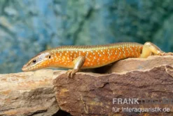 Roter Togo-Skink, Mabuya perrotetii