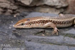 Roter Togo-Skink, Mabuya perrotetii