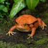 Roter Tomatenfrosch, Dyscophus antongilli