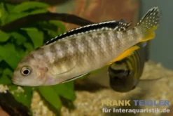 Roter Tropheops, Pseudotropheus tropheops "Red Fin"