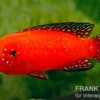 Roter-Turkana-Buntbarsch, Hemichromis exsul