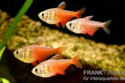 Roter von Rio, Hyphessobrycon flammeus
