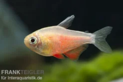 Roter von Rio orange, Hyphessobrycon flammeus orange