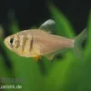 Roter von Rio Zitrone, Hyphessobrycon flammeus