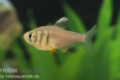 Roter von Rio Zitrone, Hyphessobrycon flammeus