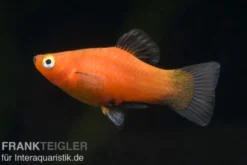 Roter Wagtail-Platy, Xiphophorus maculatus