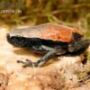 Roter Wendehalsfrosch, Phrynomantis microps