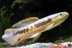 Roter Wolfsalmler sp. Peru, Erythrinus sp. Peru red