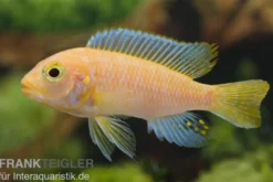 Roter Zebrabuntbarsch, Pseudotropheus estherae "rot-rot", DNZ
