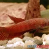 Roter Zwergkampffisch, Betta rutilans