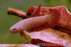 Roter Zwergkampffisch, Betta rutilans
