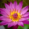 Rote Seerose, Nymphaea dang ma miew