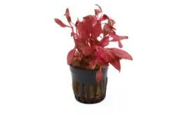 Rotes Papageienblatt, Alternanthera reineckii