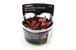 Rotes Papageienblatt, Alternanthera reineckii