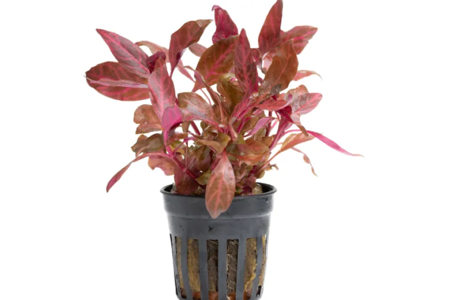 Rotes Papageienblatt, Alternanthera reineckii "Rosanervig", im Topf