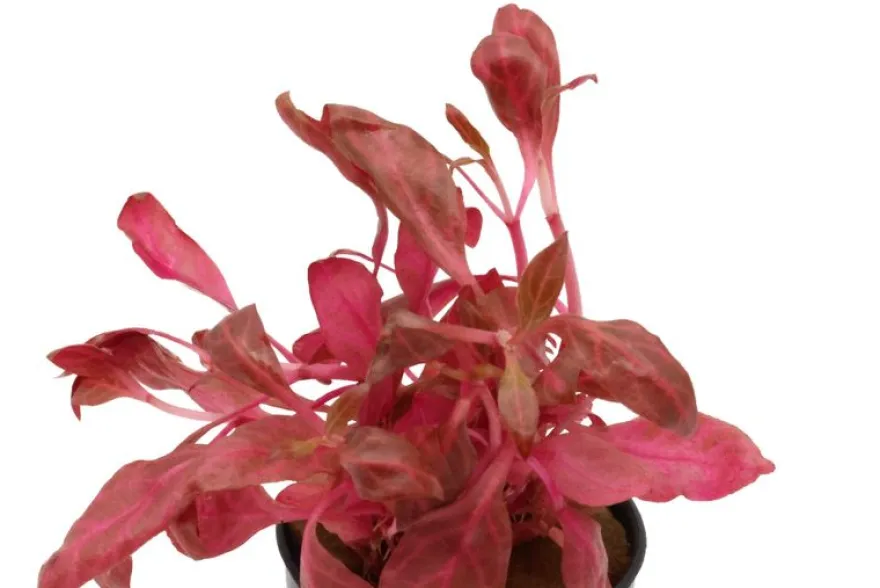 Rotes Papageienblatt, Alternanthera reineckii "Rosanervig", im Topf
