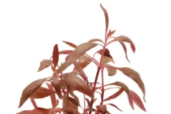 Rotes Papageienblatt, Alternanthera reineckii "Rosa", im Topf