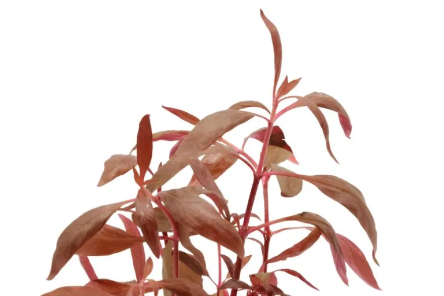 Rotes Papageienblatt, Alternanthera reineckii "Rosa", im Topf