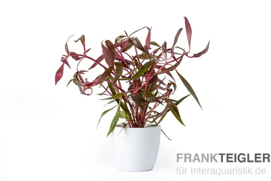 Rotes Papageienblatt, Alternanthera reineckii "Rosa", im Topf