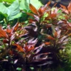 Rote Sternludwigie, Ludwigia glandulosa, Bund