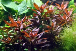 Rote Sternludwigie, Ludwigia glandulosa, Bund