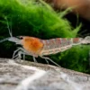 Rote Tigergarnele, Caridina mariae red
