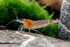Rote Tigergarnele, Caridina mariae red