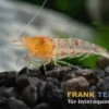 Rote Tigergarnele "Orange Eye", Caridina mariae "Red"
