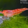 Rote Zwerggarnele, Neocaridina davidi "Red fire"