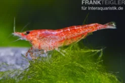 Rote Zwerggarnele, Neocaridina davidi "Red fire"