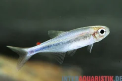 Rotfettflossen-Salmler, Knodus sp. Red Adipose Fin