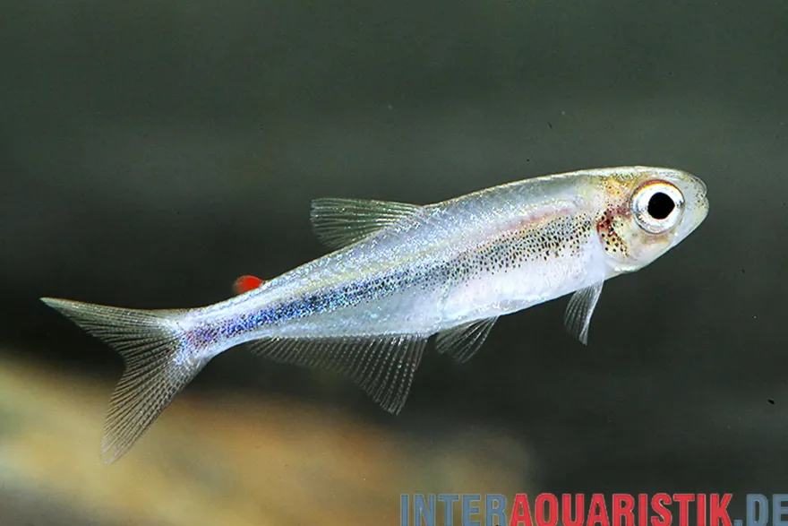Rotfettflossen-Salmler, Knodus sp. Red Adipose Fin