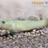 Rotfleckengrundel, Rhinogobius reubromaculatus