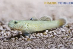 Rotfleckengrundel, Rhinogobius reubromaculatus