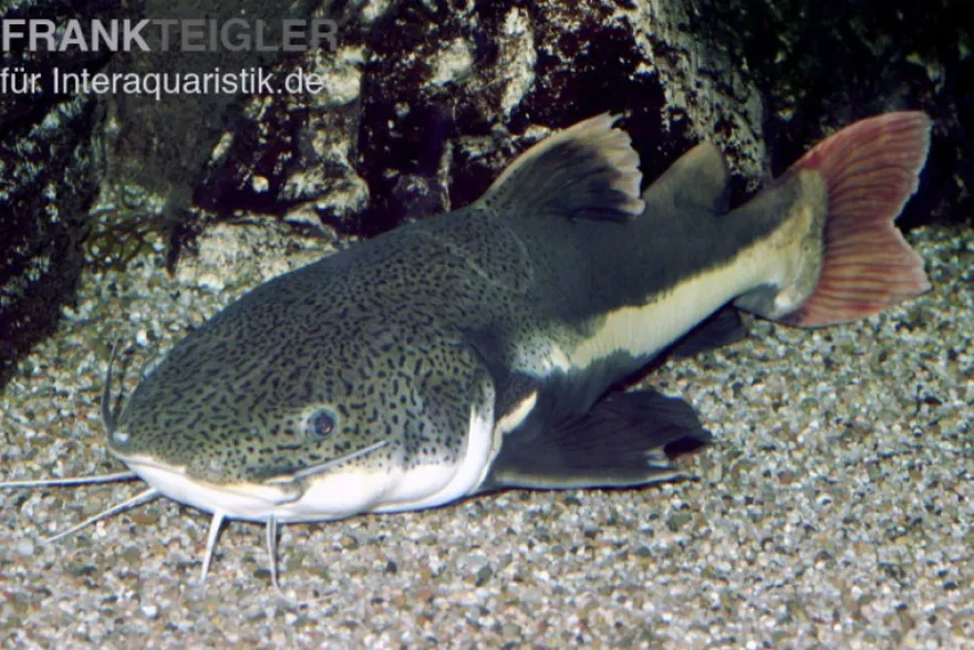 Rotflossen-Antennenwels, Phractocephalus hemioliopterus
