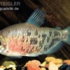 Rotflossen-Distichodus, Distichodus affinis
