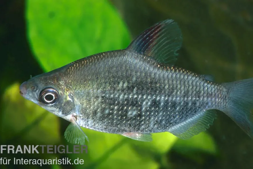 Rotflossen-Distichodus, Distichodus affinis
